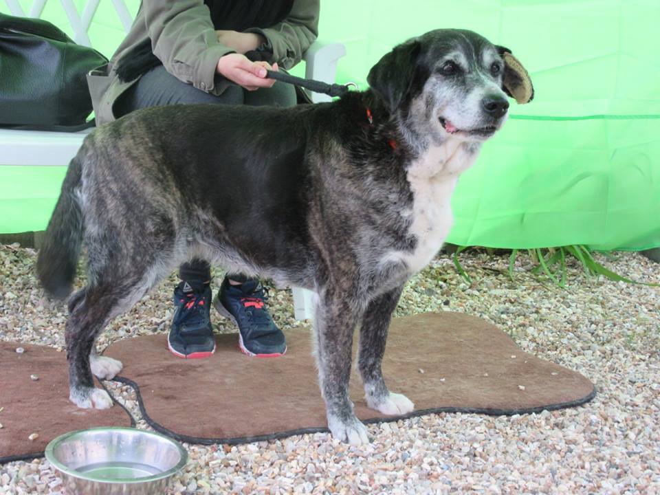 VAIRA - x berger 11 ans  (3 ans de refuge)  - SPAE à Evreux (27) 34559110