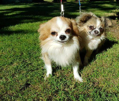 NELSON et MAIKO 2 chichis au refuge des orphelins (14) 44491610