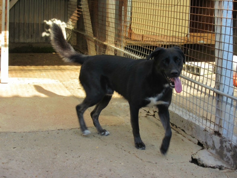 ROSCO - x labrador 7 ans - Spae à Evreux (27) 48079110