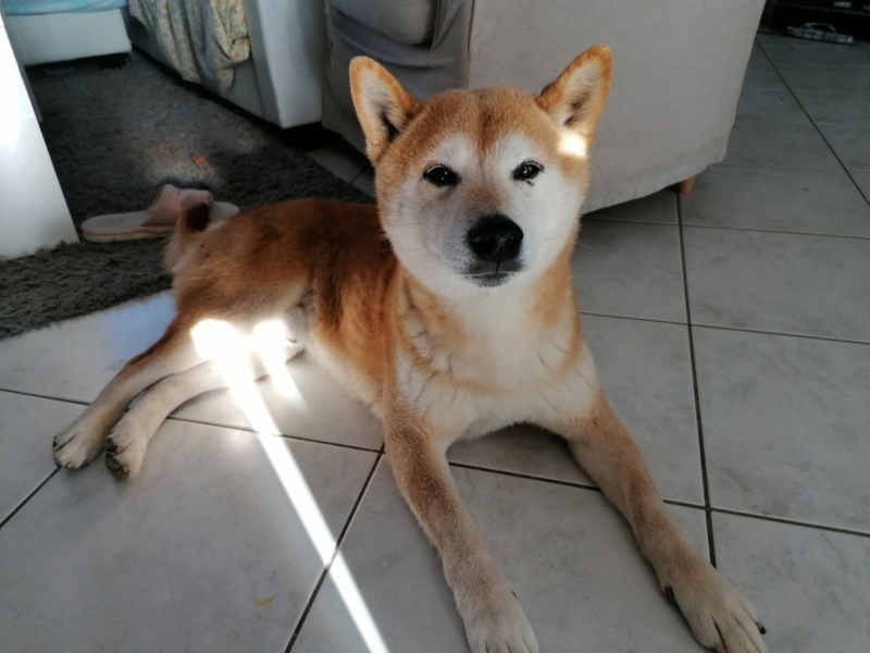 EIKI - shiba inu 12 ans - AVA à Cuy Saint Fiacre (76) 82095910