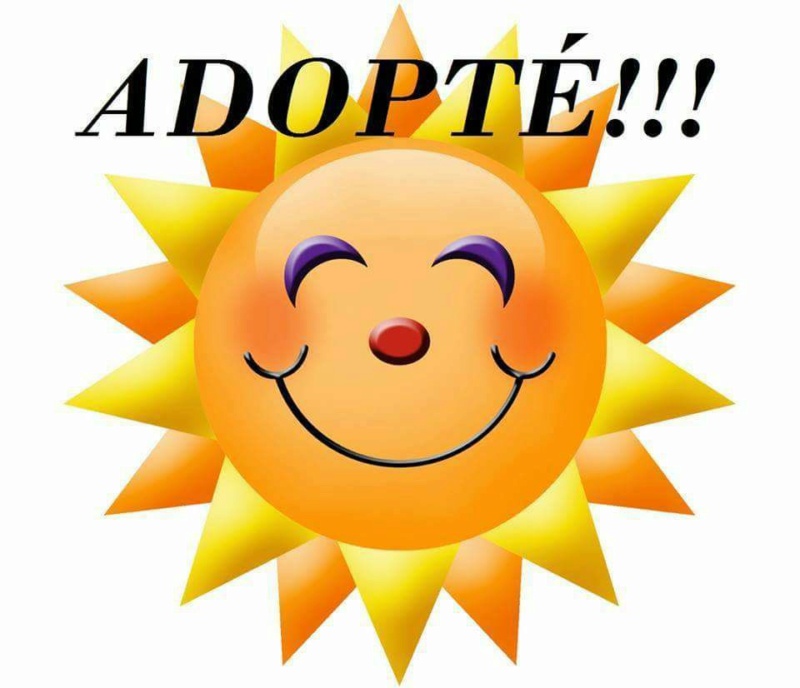 CALINE 10 ans epagneul refuge appeville annebault 27290 Adopt109