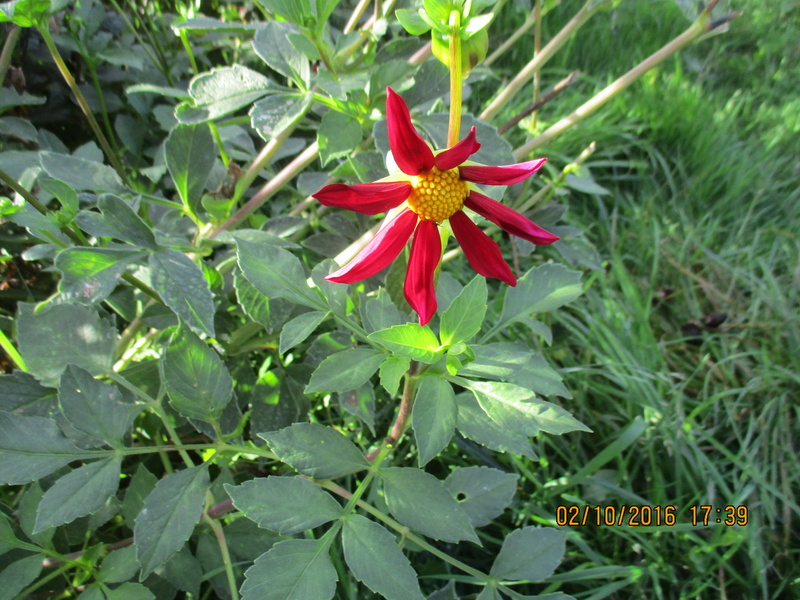 Dahlia - Page 2 Img_2011