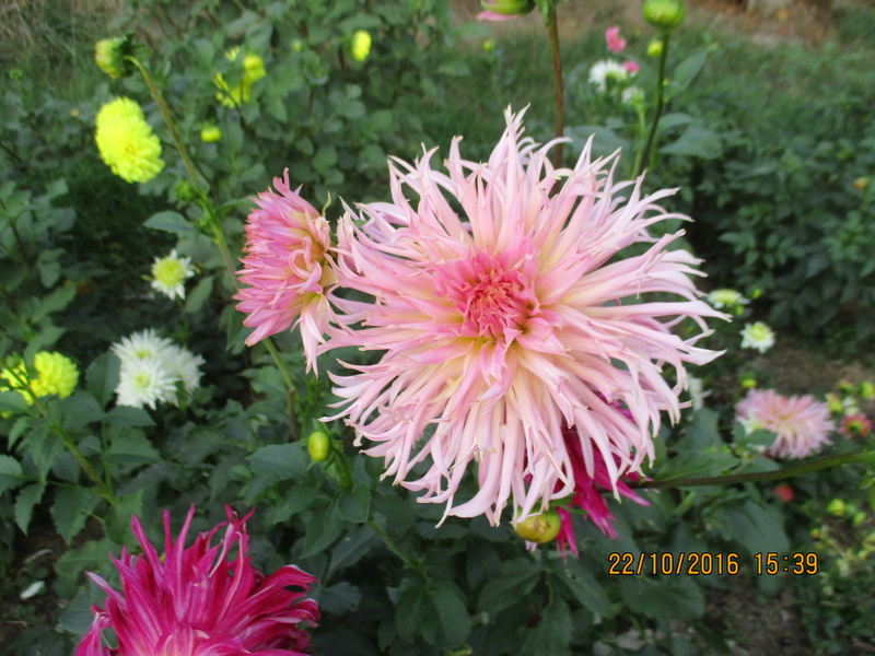  Dahlia - Page 3 Img_2325