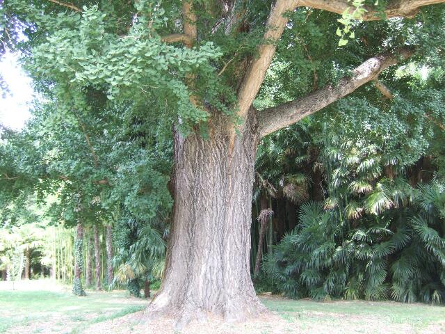 Ginkgo biloba - arbre aux quarante écus - Page 3 Rps20183