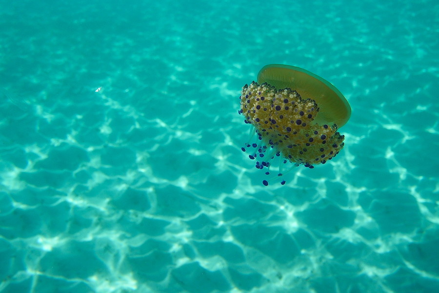 Turquoise Sardaigne P1070710