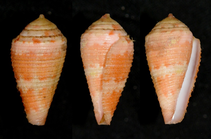 Conus (Rhizoconus) pertusus  amabilis   Lamarck 1810 Pertus10