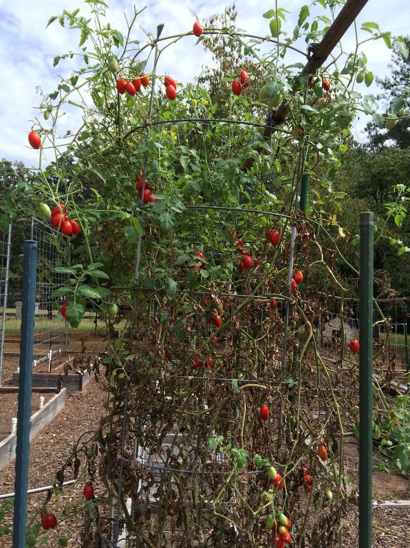 2016 SFG in Brooks, Ga - Page 10 Tomato10