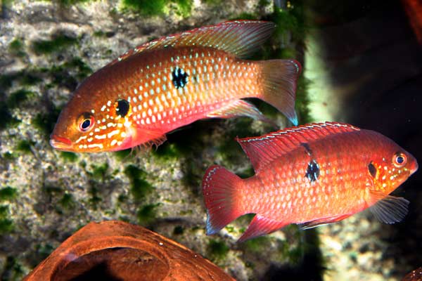Hemichromis Hemich10
