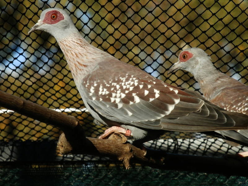 Le pigeon roussard Pa160017