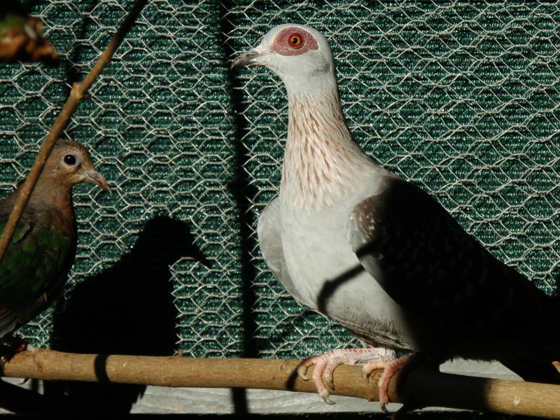 Le pigeon roussard Pa160018