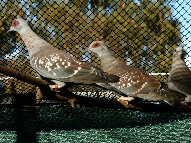 Le pigeon roussard Pa160019