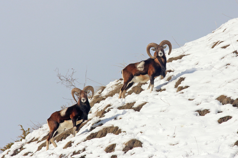 Mouflon de Corse dans les Alpes... Mouflo15