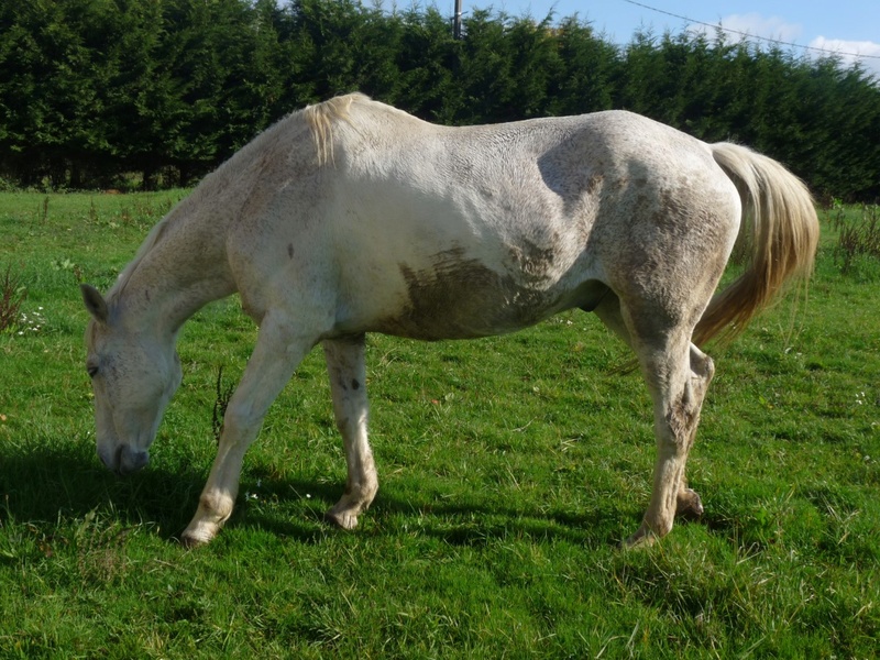 NON ADOPTABLE Hérisson cheval de selle OC né en Avril 1995 en FALD chez Hélène Dept 18 ,  Thumbn22