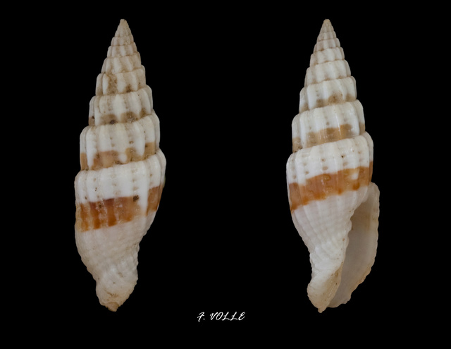 Vexillum unifasciatum (Wood, 1828)  Vexill11