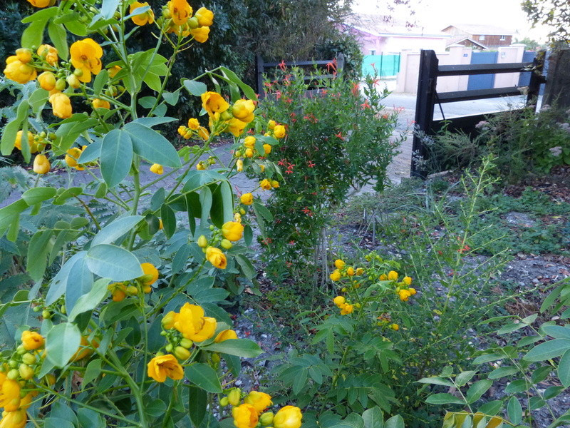 Anisacanthus quadrifidus - Anisacanthus quadrifidus var. wrightii Cassia12