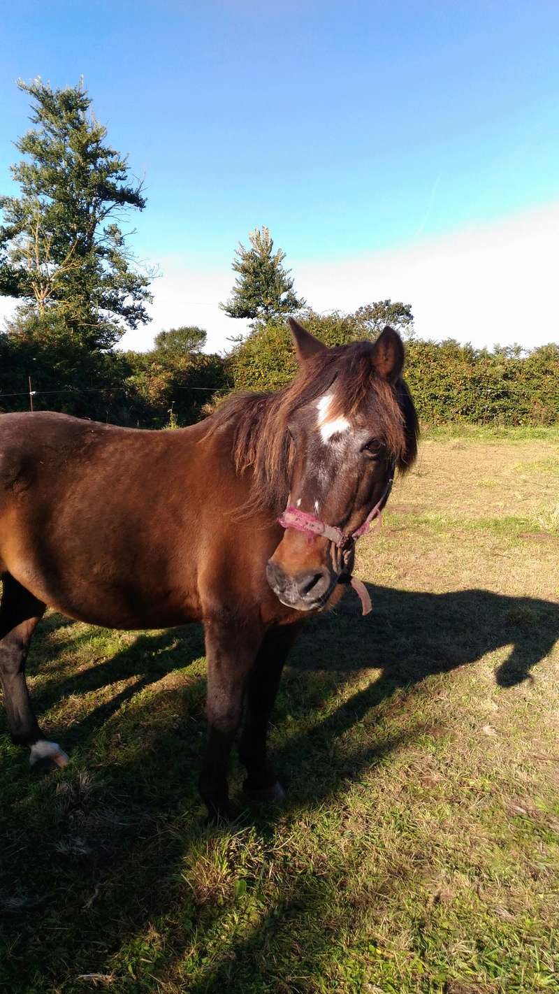 ECLAIR - OI poney né en 1992 -  accueilli chez Pech-Petit en janvier 2017 Eclair12