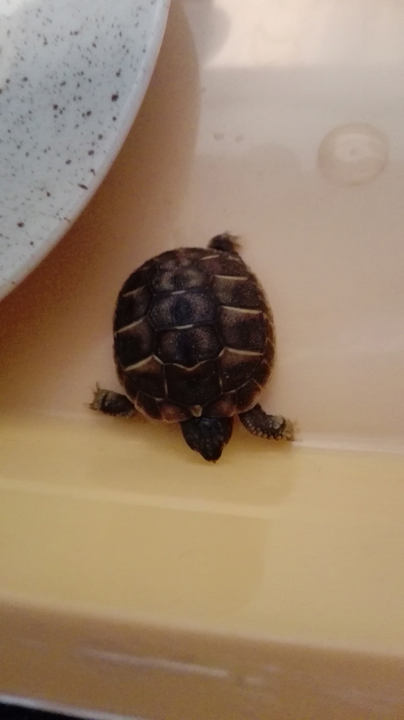identification tortue trouvée ! Img_2010