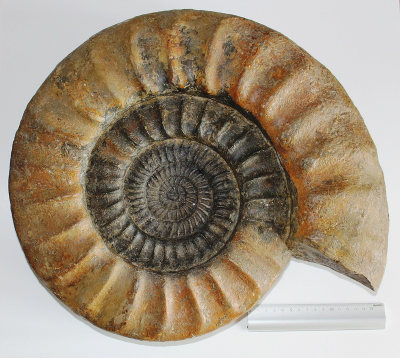 Ammonitida - Arietitidae - † Coroniceras (Arietites) bucklandi (J. Sowerby, 1816) - Jurassique Img_5910