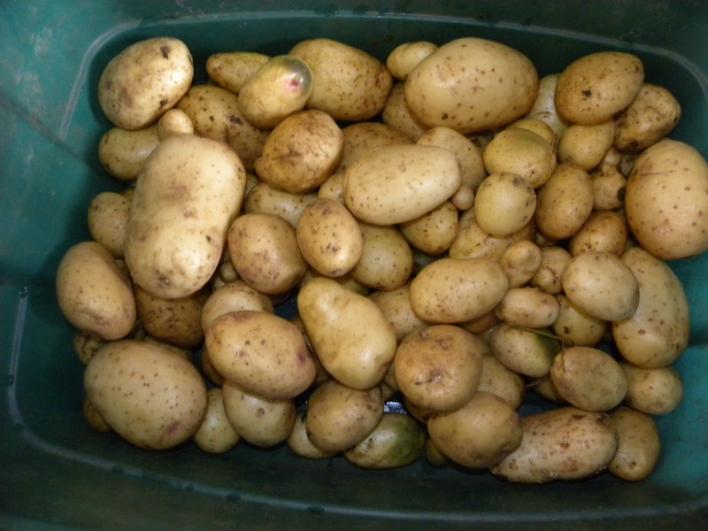leggy potatoes plants were started too early in the hous - Page 2 2016-910