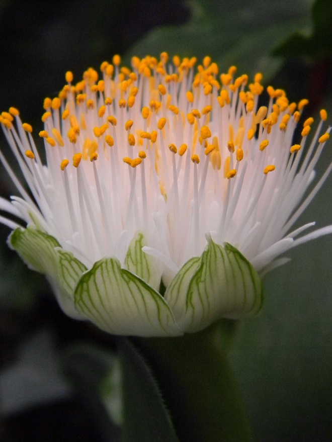 Haemanthus albiflos  Albifl11