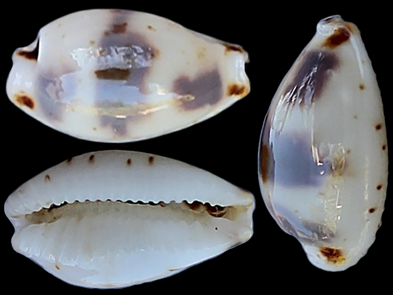 Bistolida ursellus amoeba - Schilder & Schilder, 1938 Bistol10