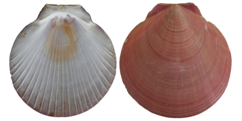 Amusium pleuronectes - (Linnaeus, 1758) Imgp0310