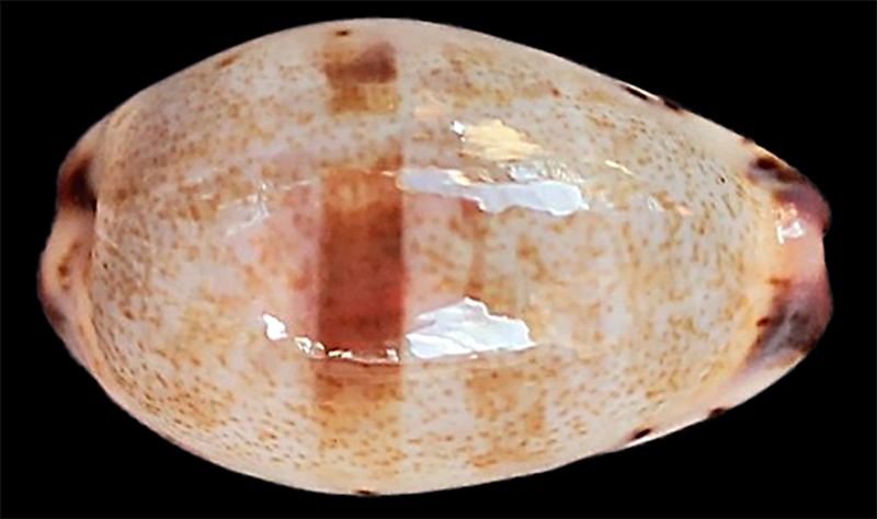 Purpuradusta gracilis f. japonica - Schilder, 1931 Purpur32