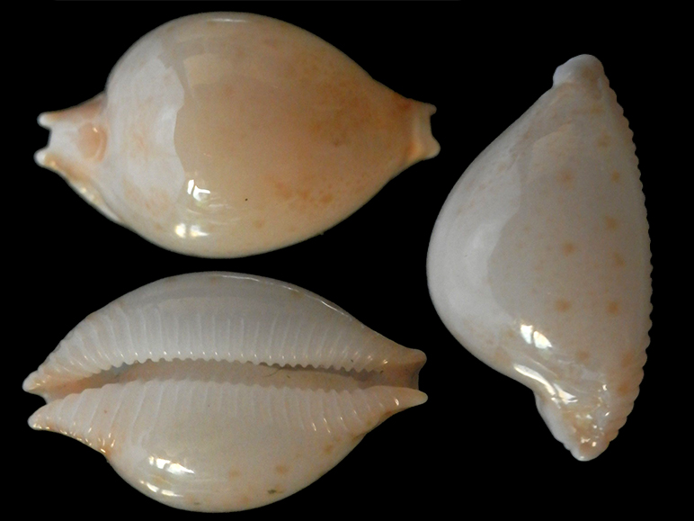 Pustularia margarita - (Dillwyn, 1817) Pustul12