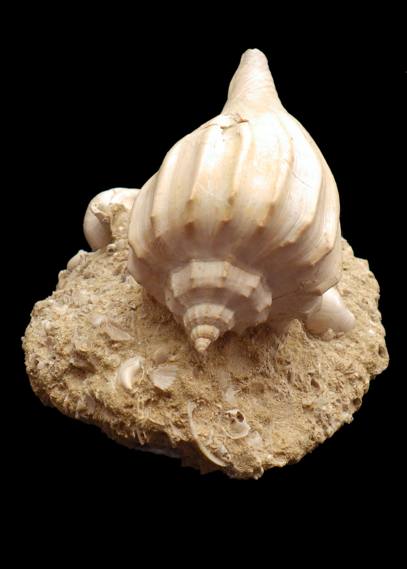 Volutidae - † Athleta (Volutopupa) citharoedus (Holten, 1802) - Lutécien (Damery 51) Rimg0342