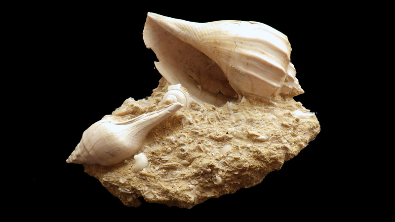 Volutidae - † Athleta (Volutopupa) citharoedus (Holten, 1802) - Lutécien (Damery 51) Rimg0343