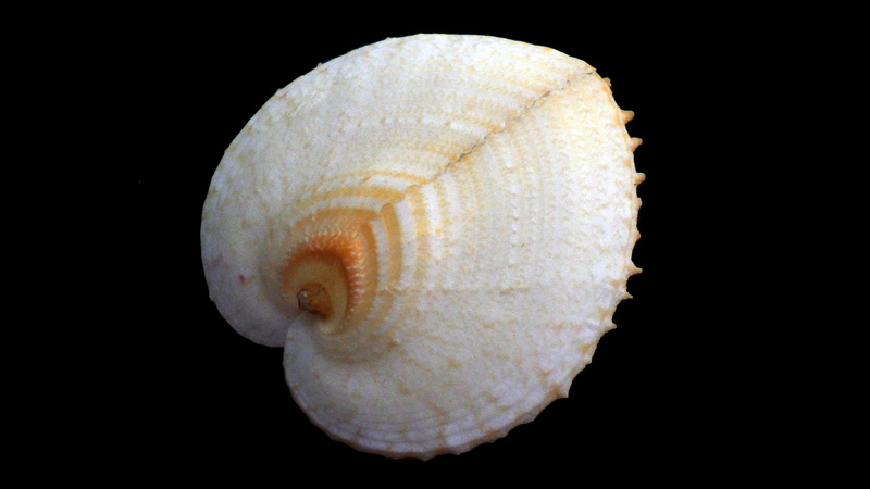 Cardiidae Fraginae Corculum cardissa - (Linnaeus, 1758)  Rimg0410
