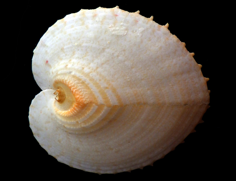 Cardiidae Fraginae Corculum cardissa - (Linnaeus, 1758)  Rimg0411