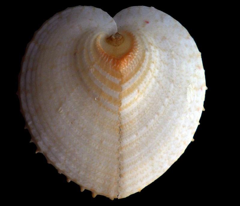 Cardiidae Fraginae Corculum cardissa - (Linnaeus, 1758)  Rimg0414