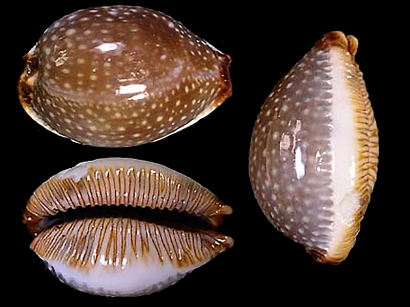 Staphylaea staphylaea nolani - Lorenz, 1989 Staphy13