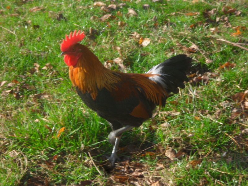 Coq grande ardennaise saumoné doré Sam_3020