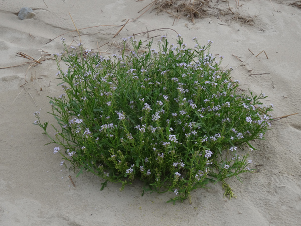 Cakile maritima - roquette de mer Cakile10