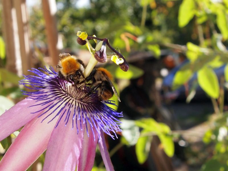 Passiflora - Passionsblume - kleine "Juwelen" - alles über Aussaat, Pflege, Vermehrung und natürlich Blütenbilder :) - Seite 25 2016-015