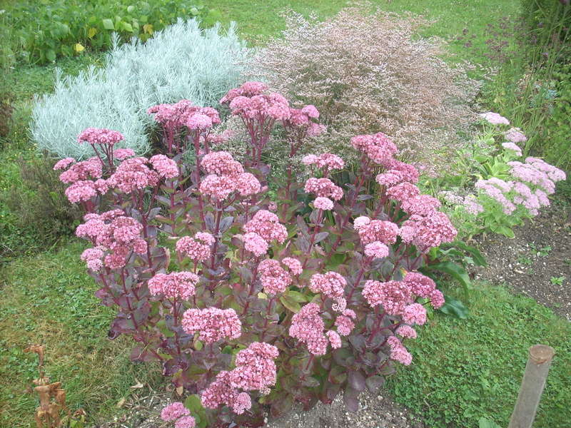 Sedum spectabile, Hylotelephium spectabile - Page 6 01010