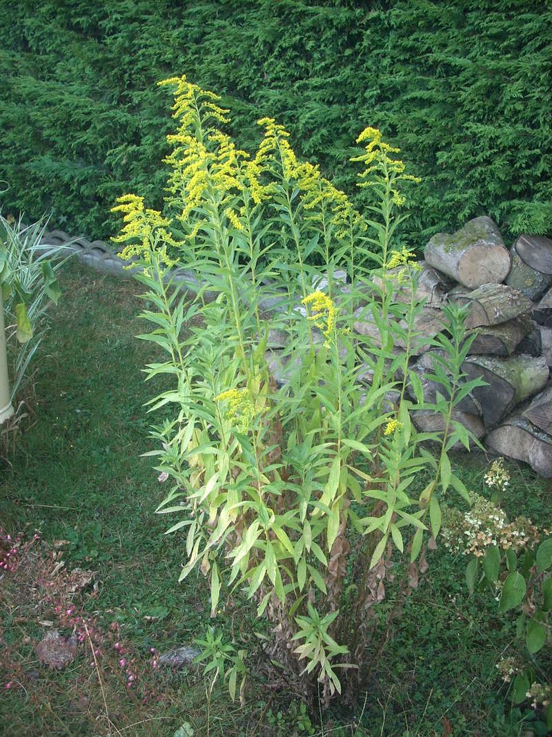 verge d'or ( Solidago ) - Page 2 01011