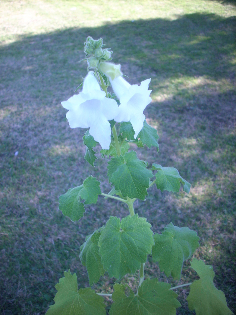 je trouve pas son nom!!  asarine erubescens 01110