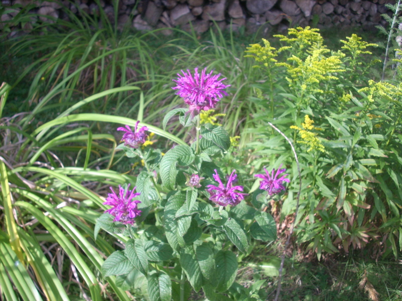 verge d'or ( Solidago ) - Page 2 01311