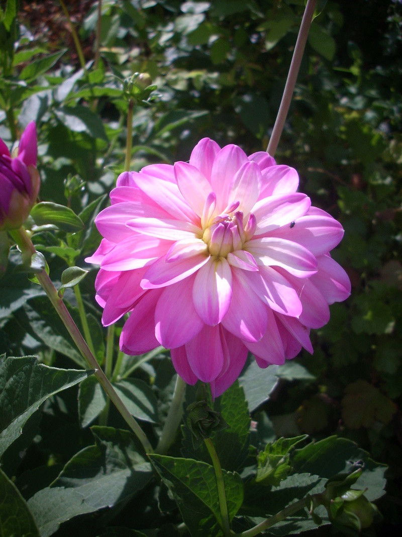  Dahlia - Page 2 04510