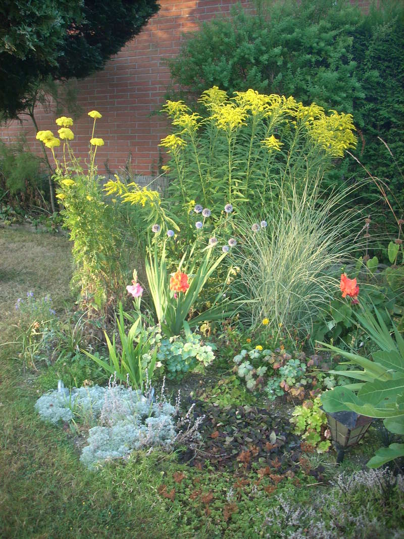 verge d'or ( Solidago ) - Page 2 06110