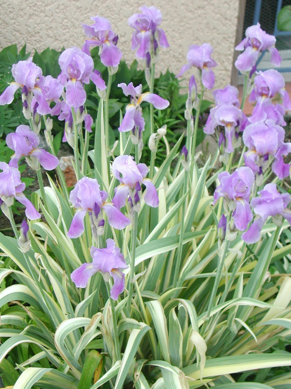 Recherche iris a feuillage panaché Iris_v11