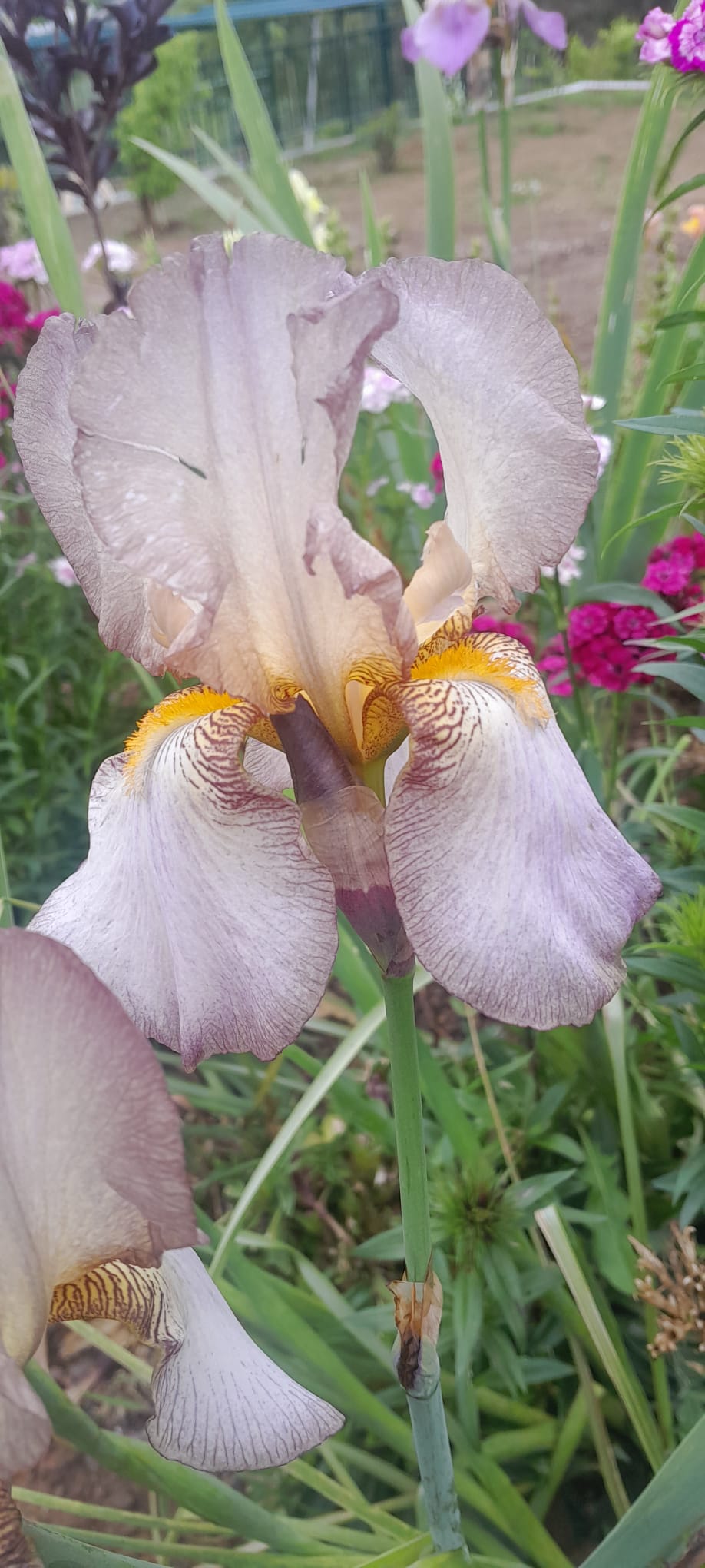 pour identification d'un iris  Mystic12