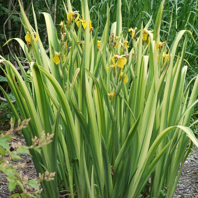 Recherche iris a feuillage panaché Varieg11