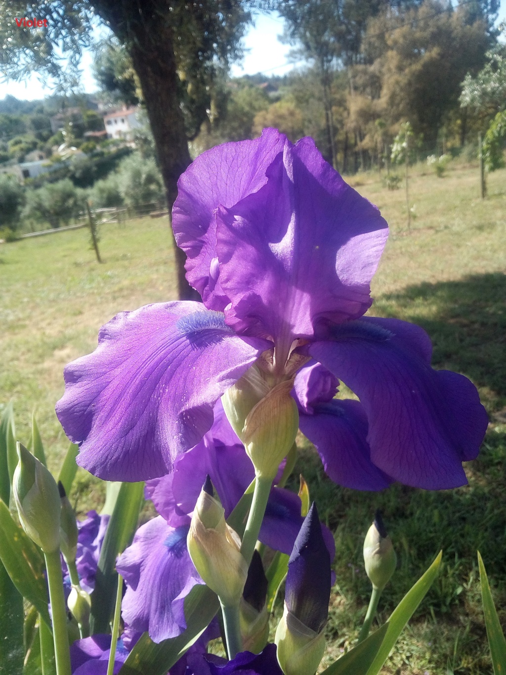 infos sur un iris possible Matinata... Violet13