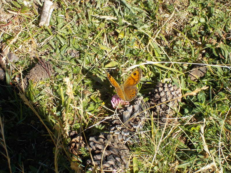 identifications papillons des hautes pyrennées Dscn0211