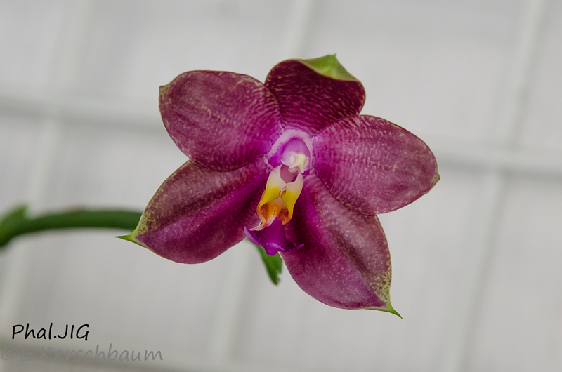 Phalaenopsis venosa x bellina (JIG) Jig10