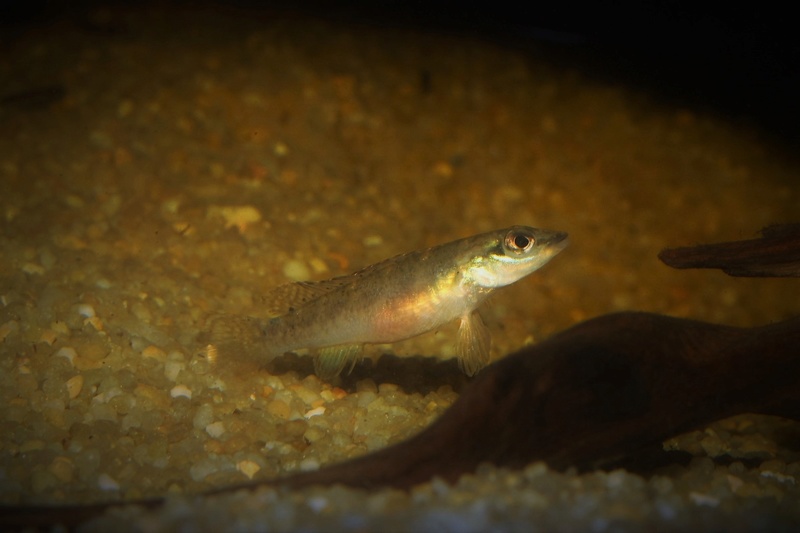 Teleocichla sp Xingu III Teleo_15